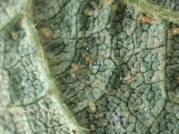 Two-Spotted Spider Mites Persist In Corn And Soybeans